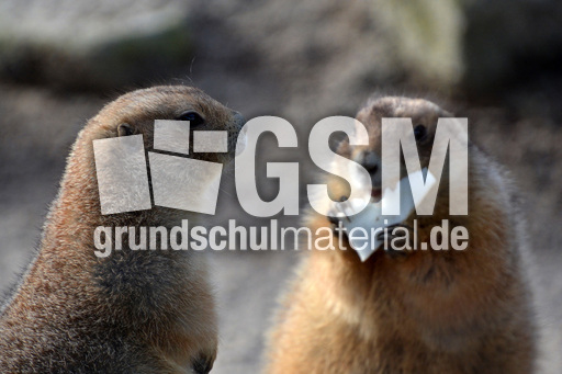 Präriehund (10).jpg